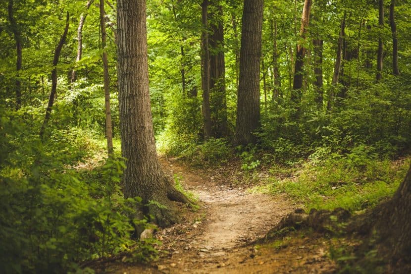 forest path