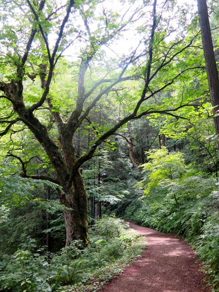 Horse chestnut tree along our path