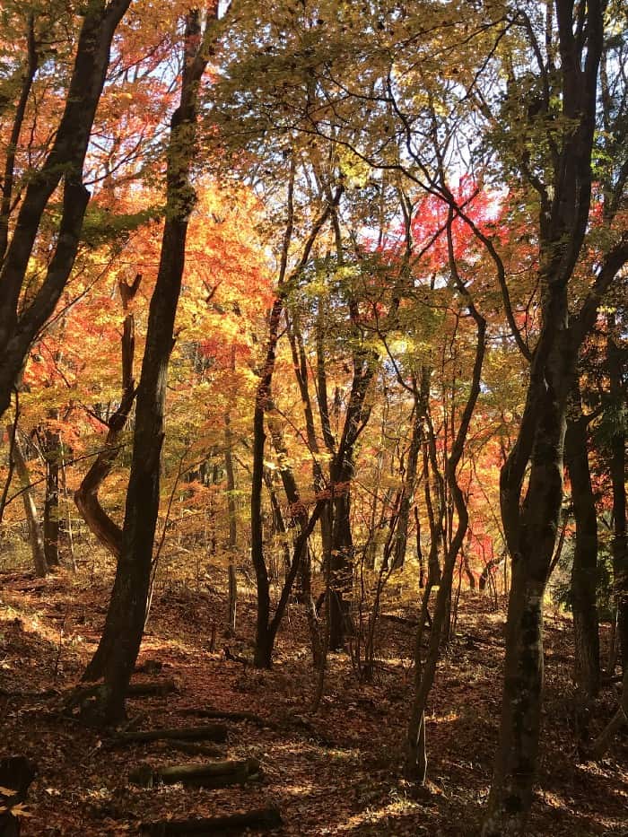 Koyo surrounds you as you walk through the Ne no Ue path in Gifu.