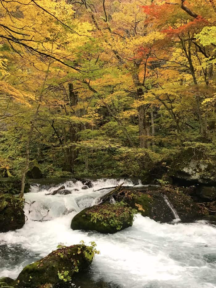 Koyo along the Oirase River in Aomori is otherworldly.