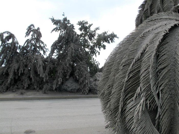 Ash covers trees after the Sakurajima volcano erupted