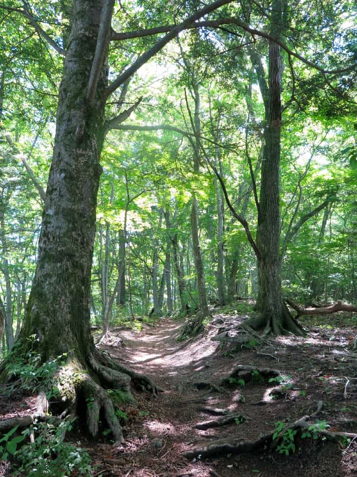 We walked through this forest as I wondered if I would ever see my camera again.