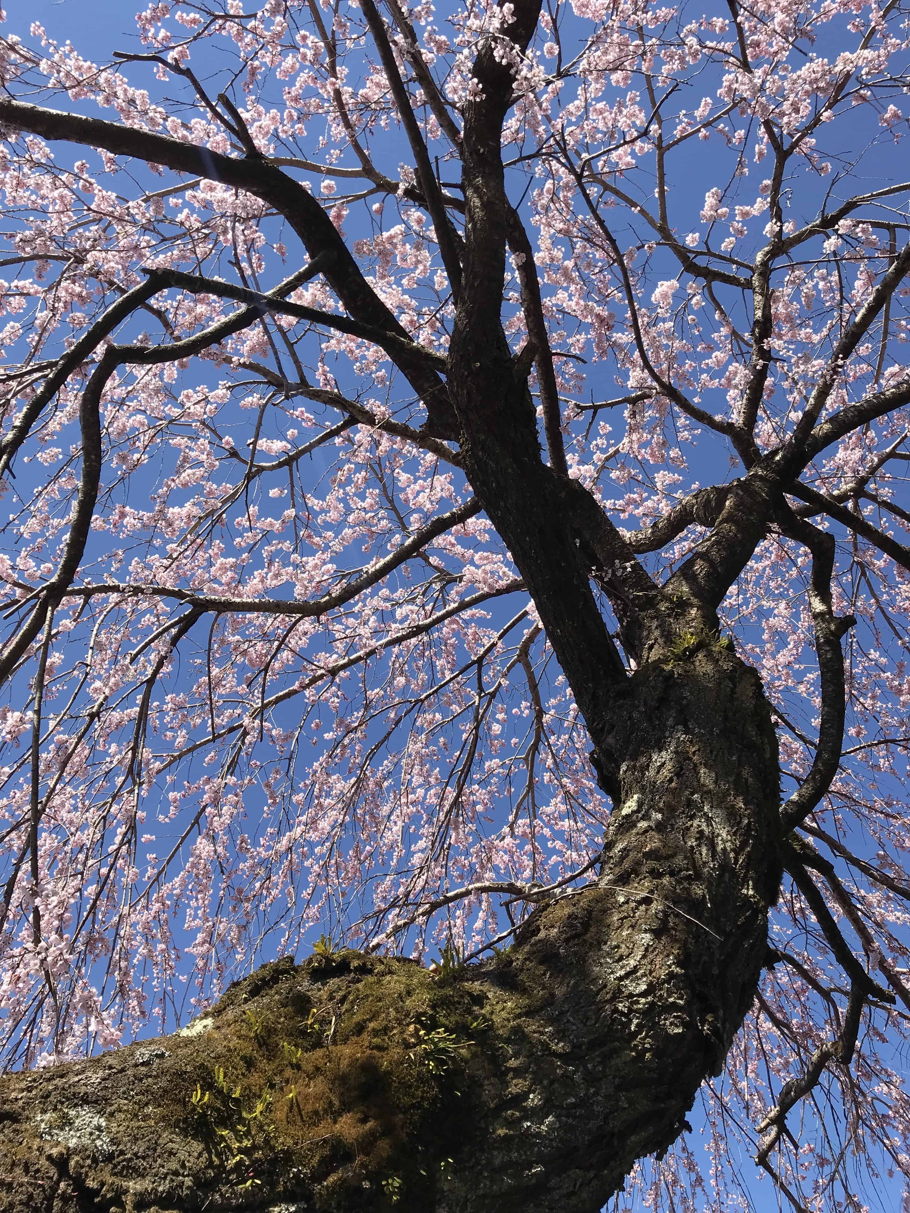 Weeping cherry in Magome, Japan