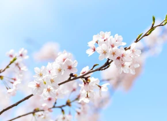 Cherry blossoms