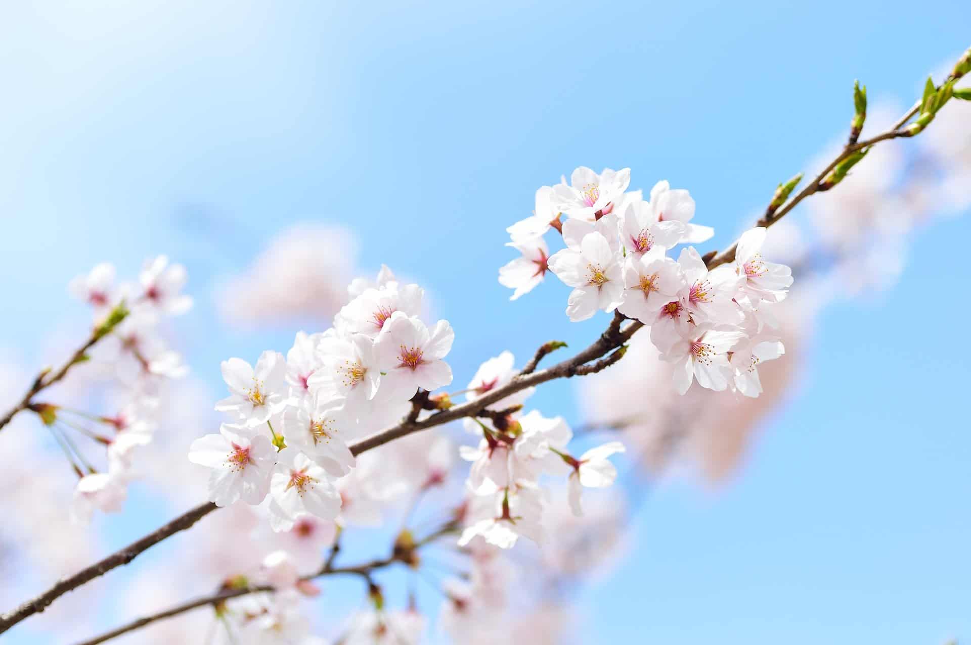 Sakura—The Ephemeral Beauty Of Japan's Cherry Blossoms
