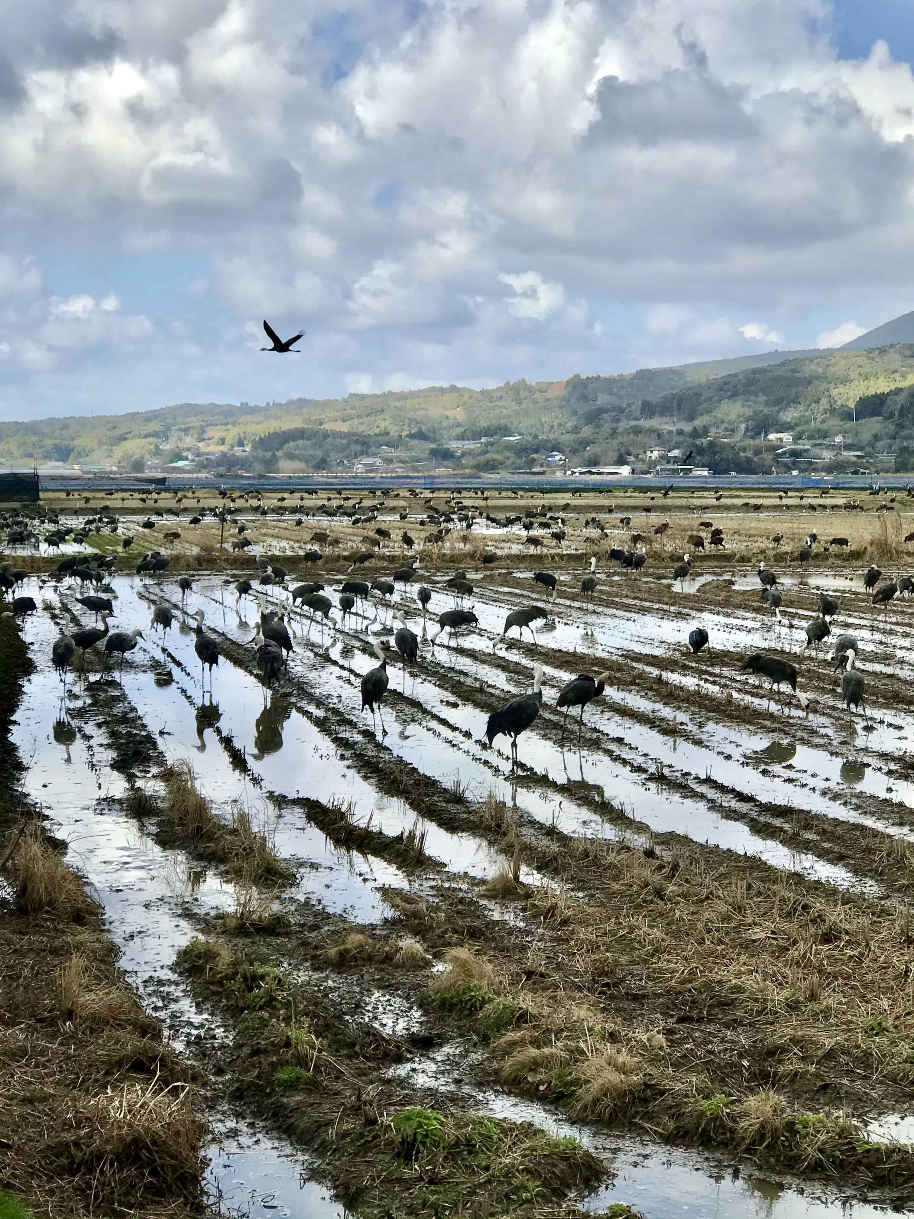 Cranes wintering in Izumi.