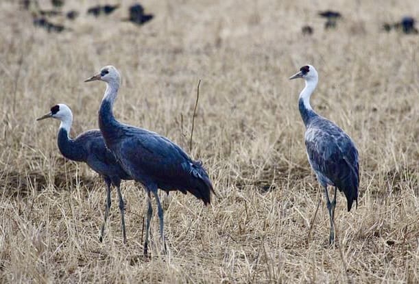 Hooded Cranes, Izumi.