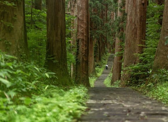 Forest Bathing Path Japan
