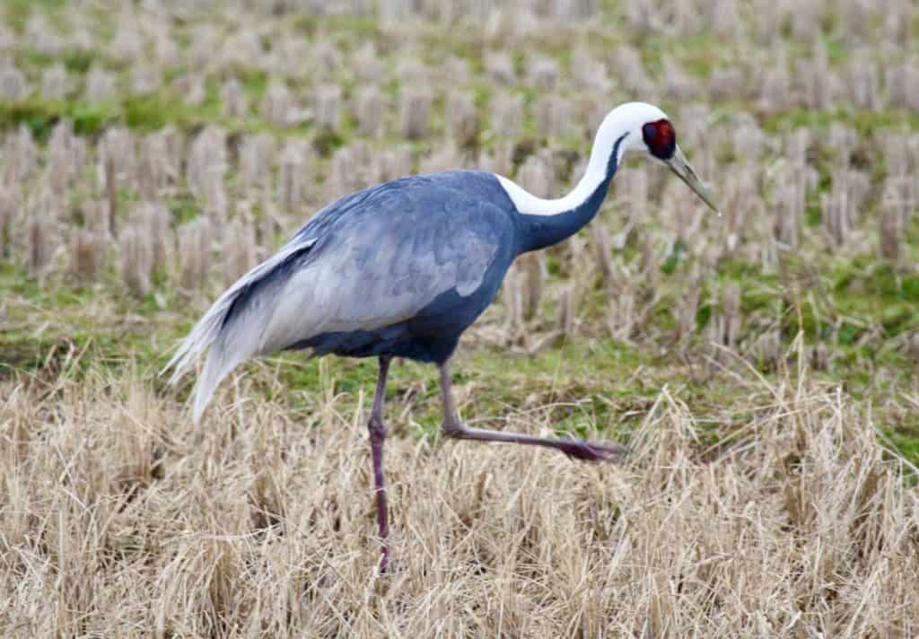 White-naped crane, Izumi.
