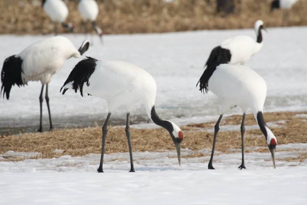 Red-crowned cranes, Hokkaido.