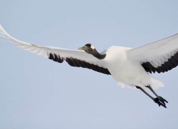 Red-crowned crane in flight