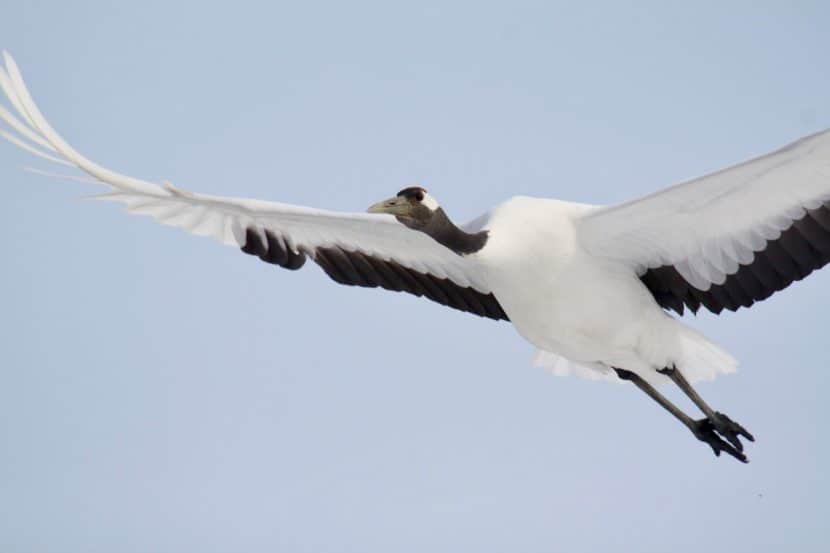 Red-crowned crane in flight