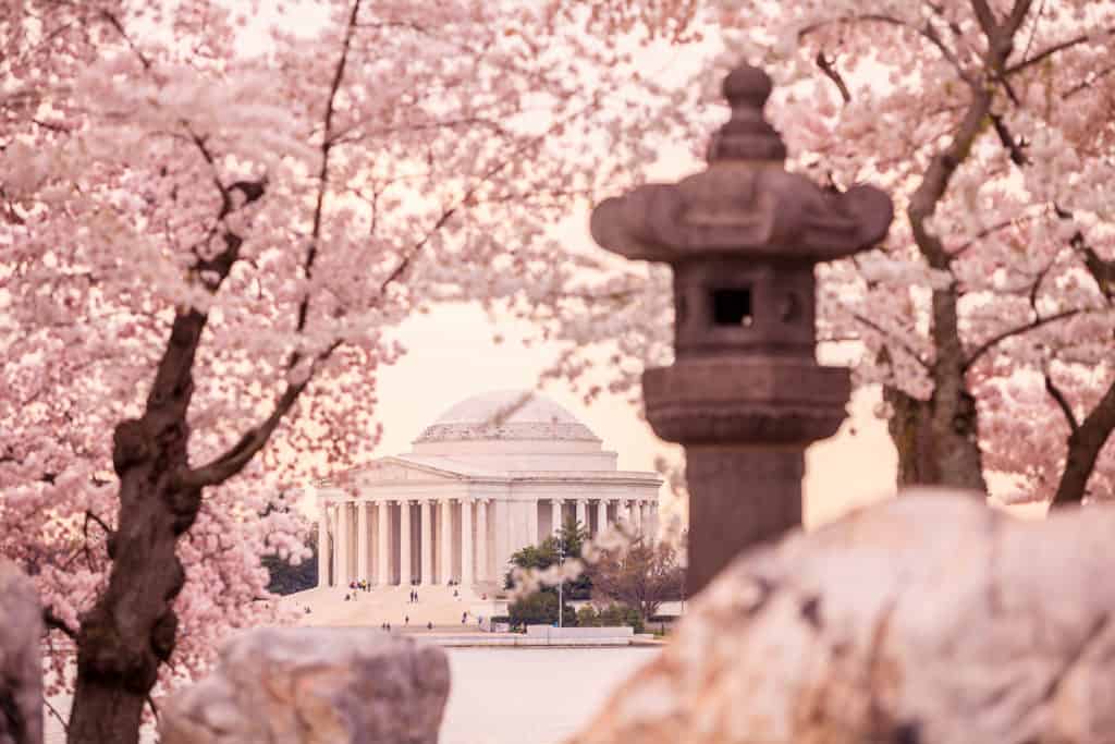 Sakura near the Jefferson Memorial, Washington, DC.