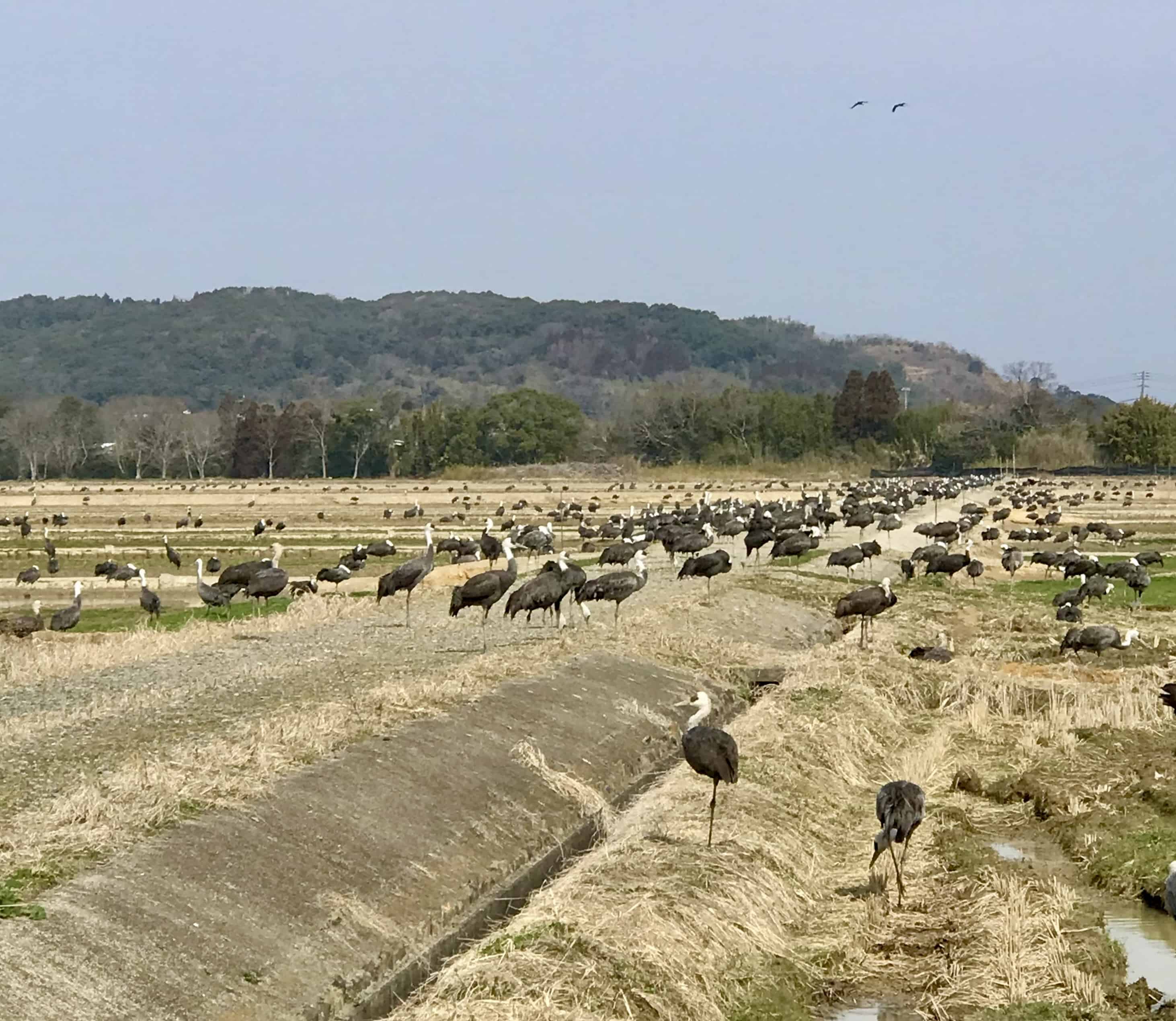 Cranes on rice fields in Izumi.