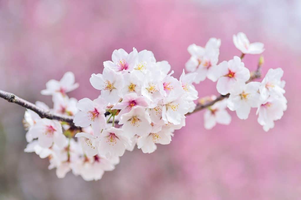 I live in Northern VA, and absolutely love the cherry blossoms