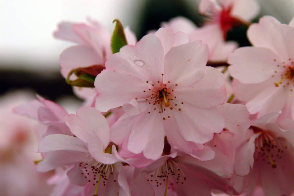 Sakura is a symbol of our brief cycle of life and death.