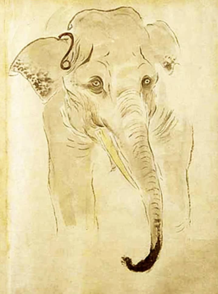 Elephant, front view.