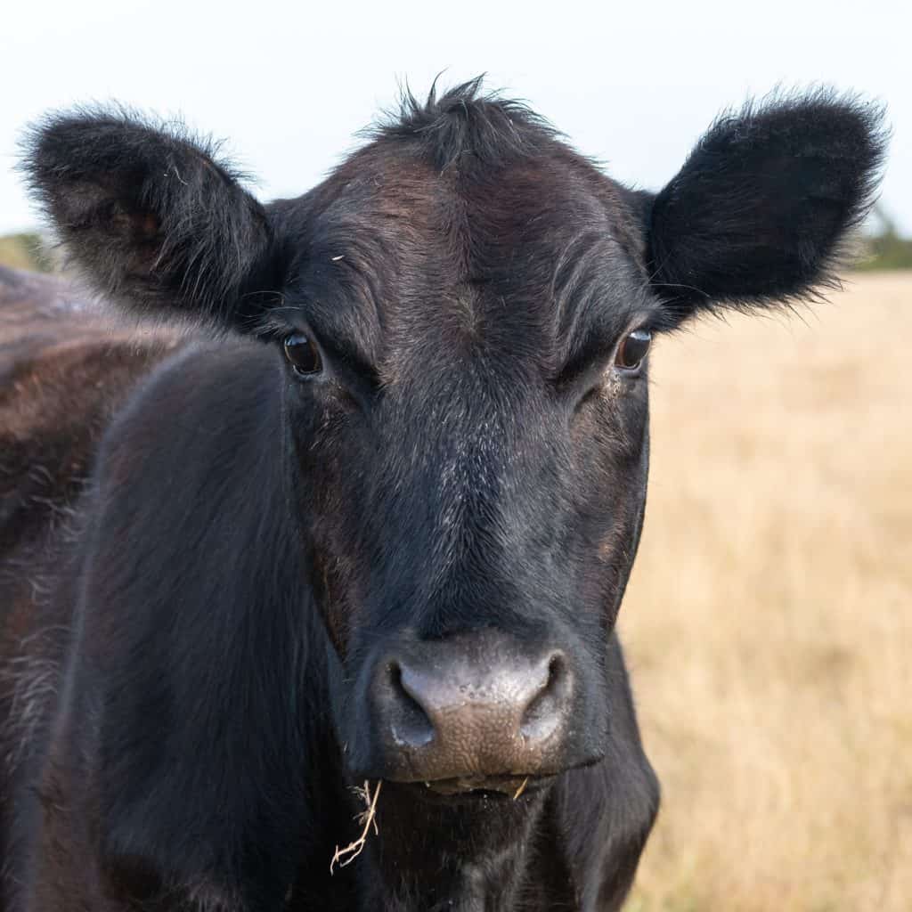 Takarajima is home to a small number of black cows.