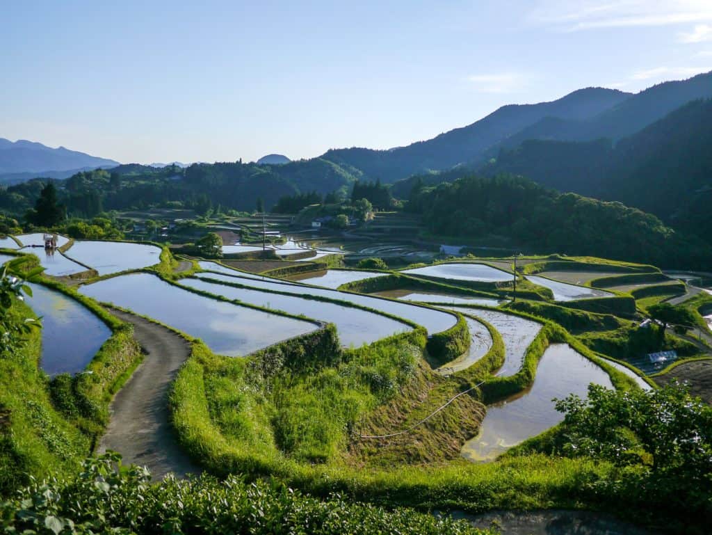 Rice terraces in Japan, the birthplace of washoku.