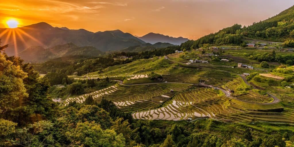 Rice is grown on terraces in Japan.