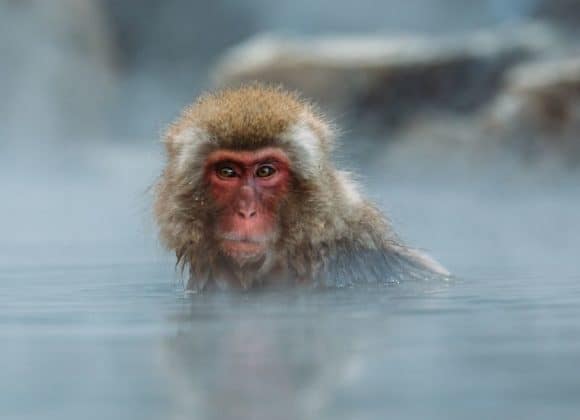 Japanese macaque in hot spring