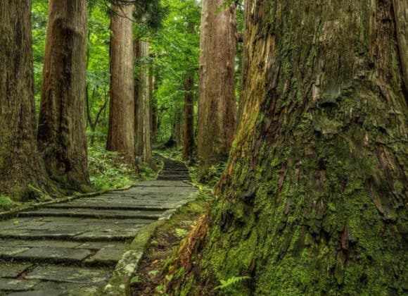Mount Haguro path