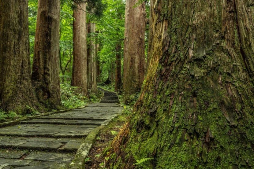 Mount Haguro path