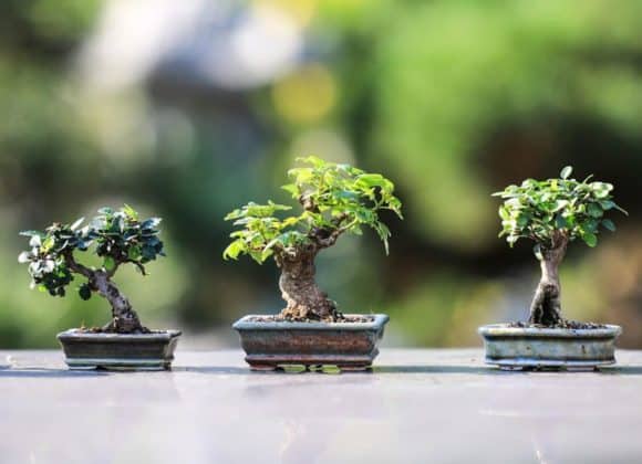 Bonsai plants