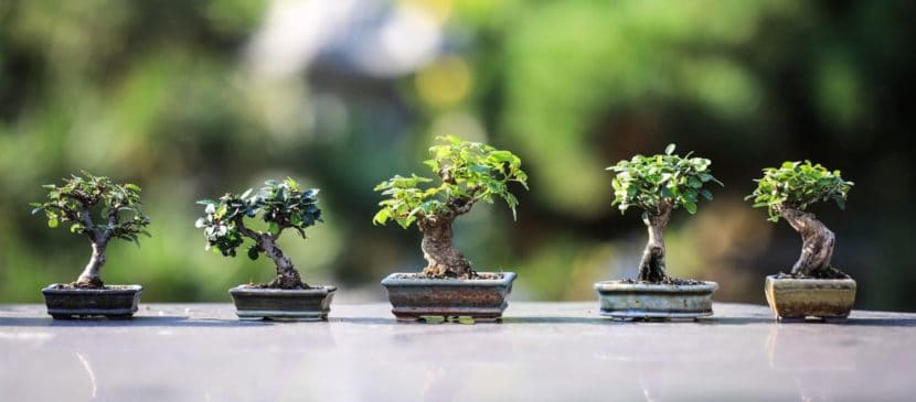 Bonsai plants