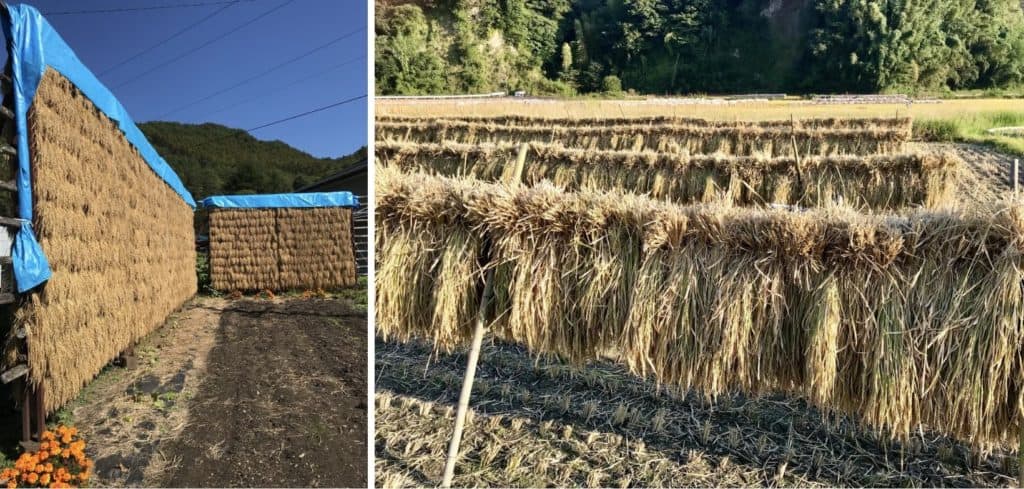 Rice drying.