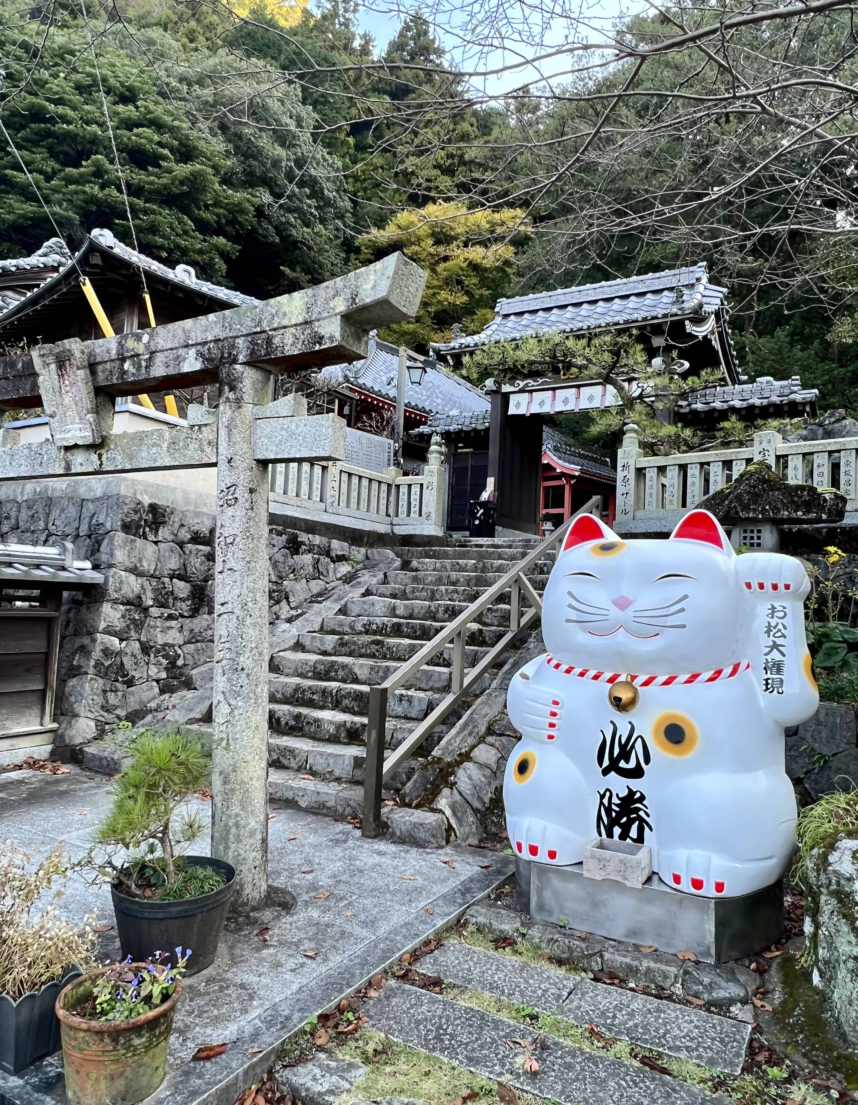 The Sad Reality of Japan's Famous Cat Island