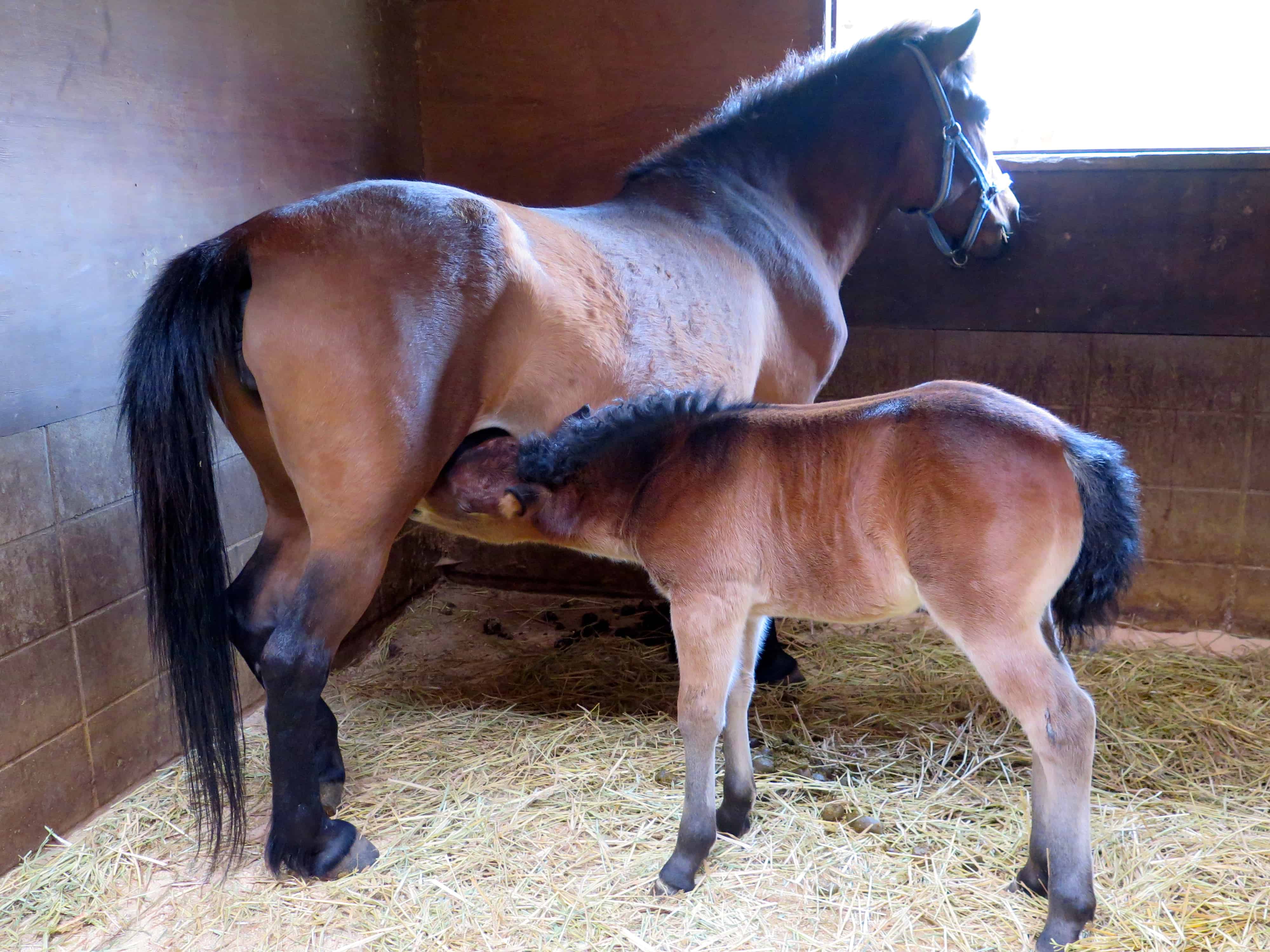 Kiso horse and nursing foal.