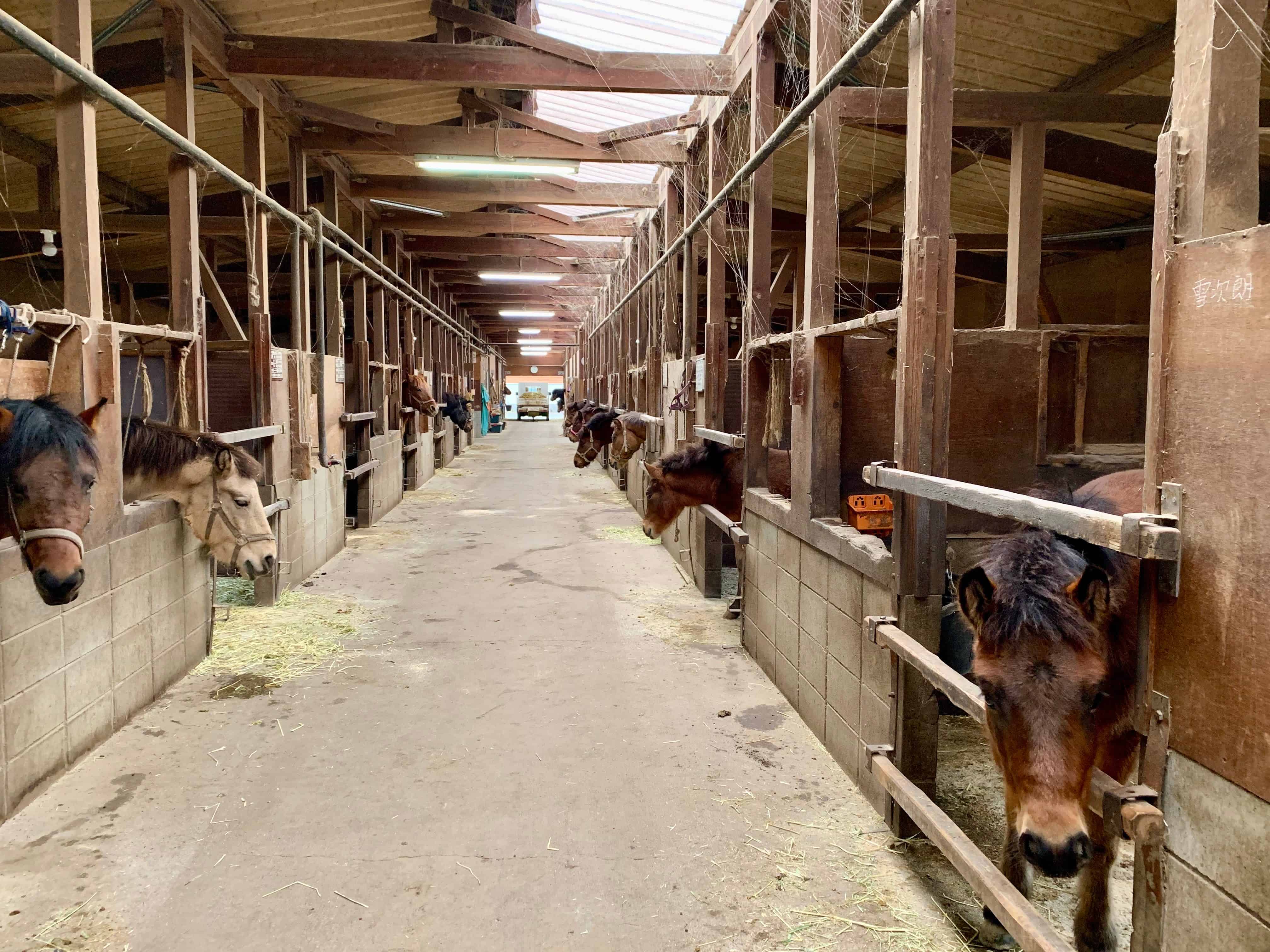 Horses peeking out of stables at Kiso Uma no Sato.