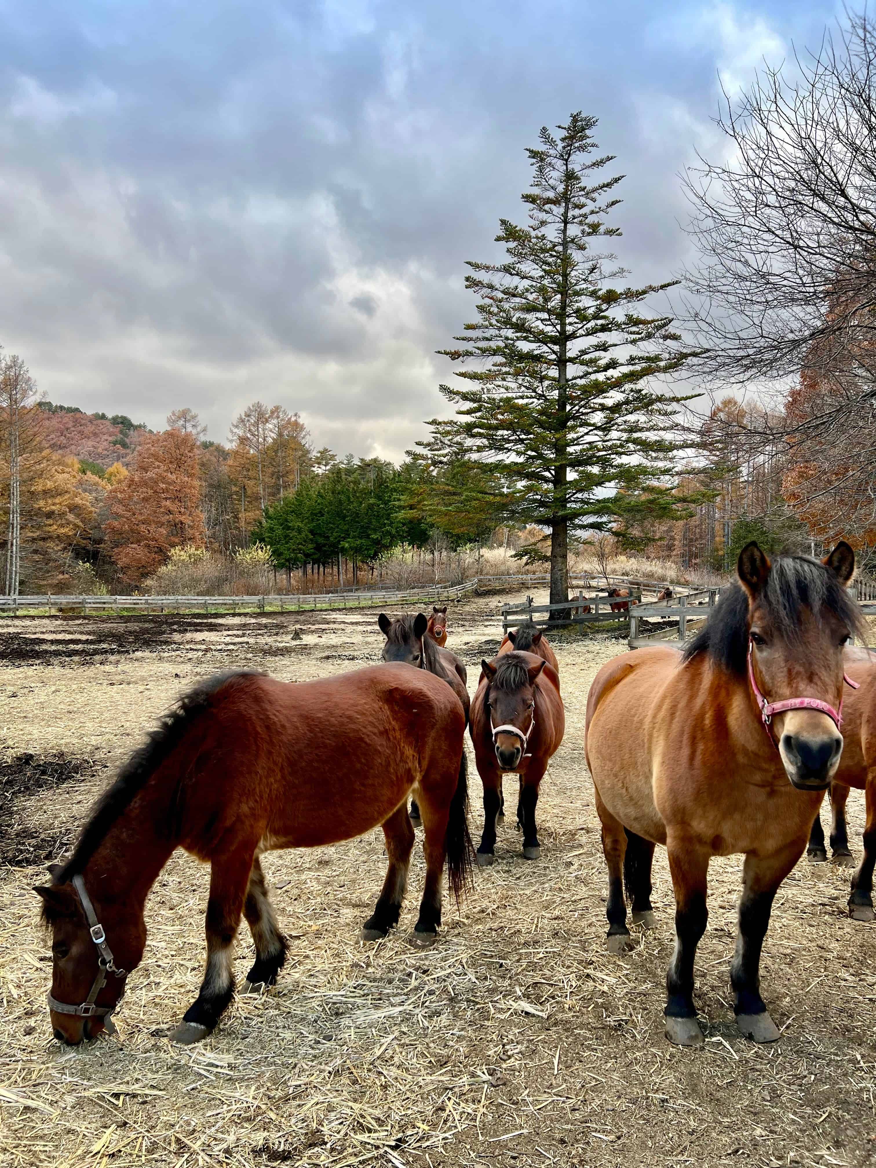 Kiso horses in a paddock.