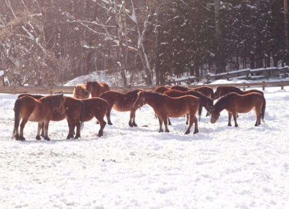 Kiso horses in snow 1