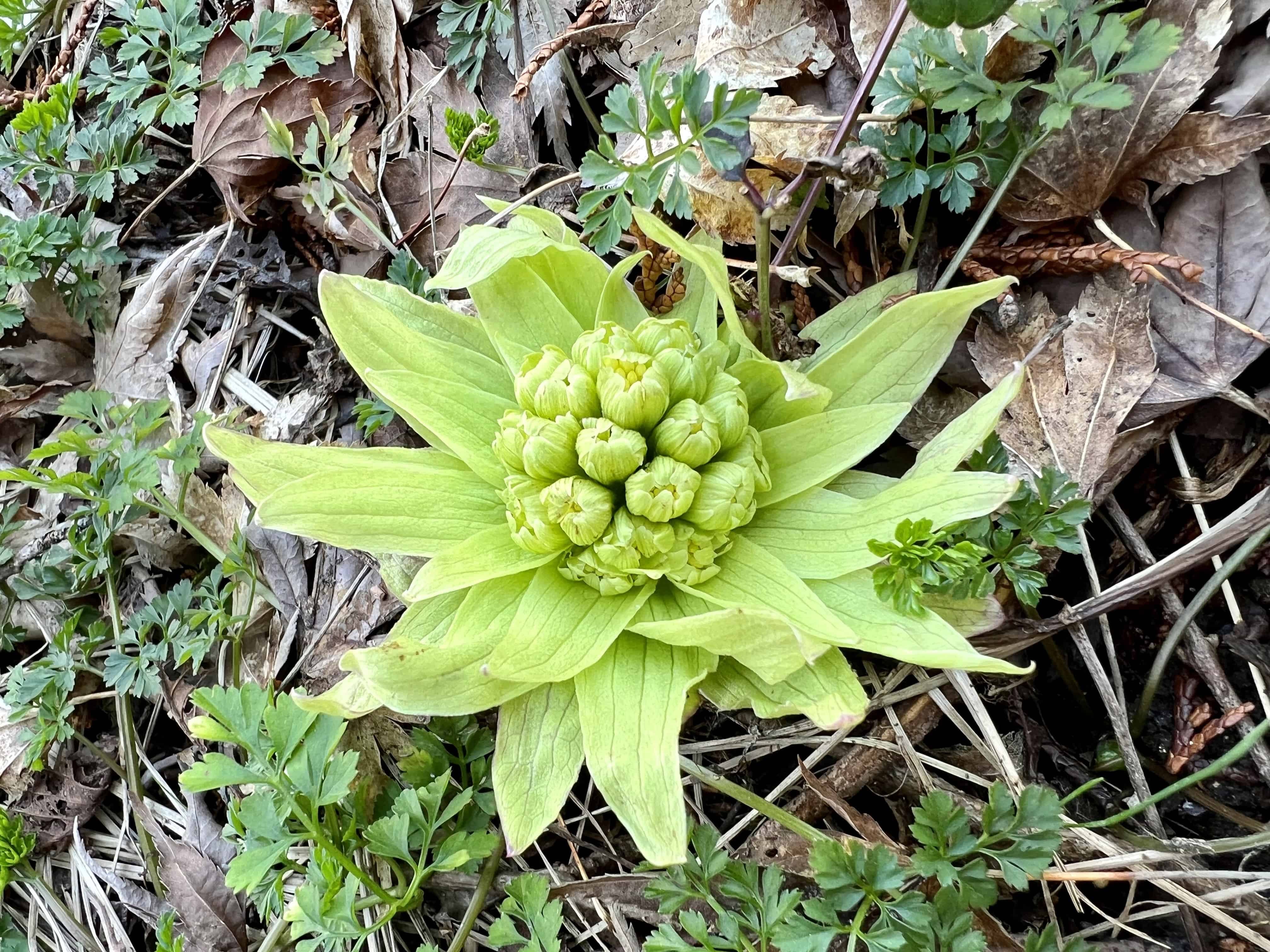 Butterbur bud among brown, fallen leaves.