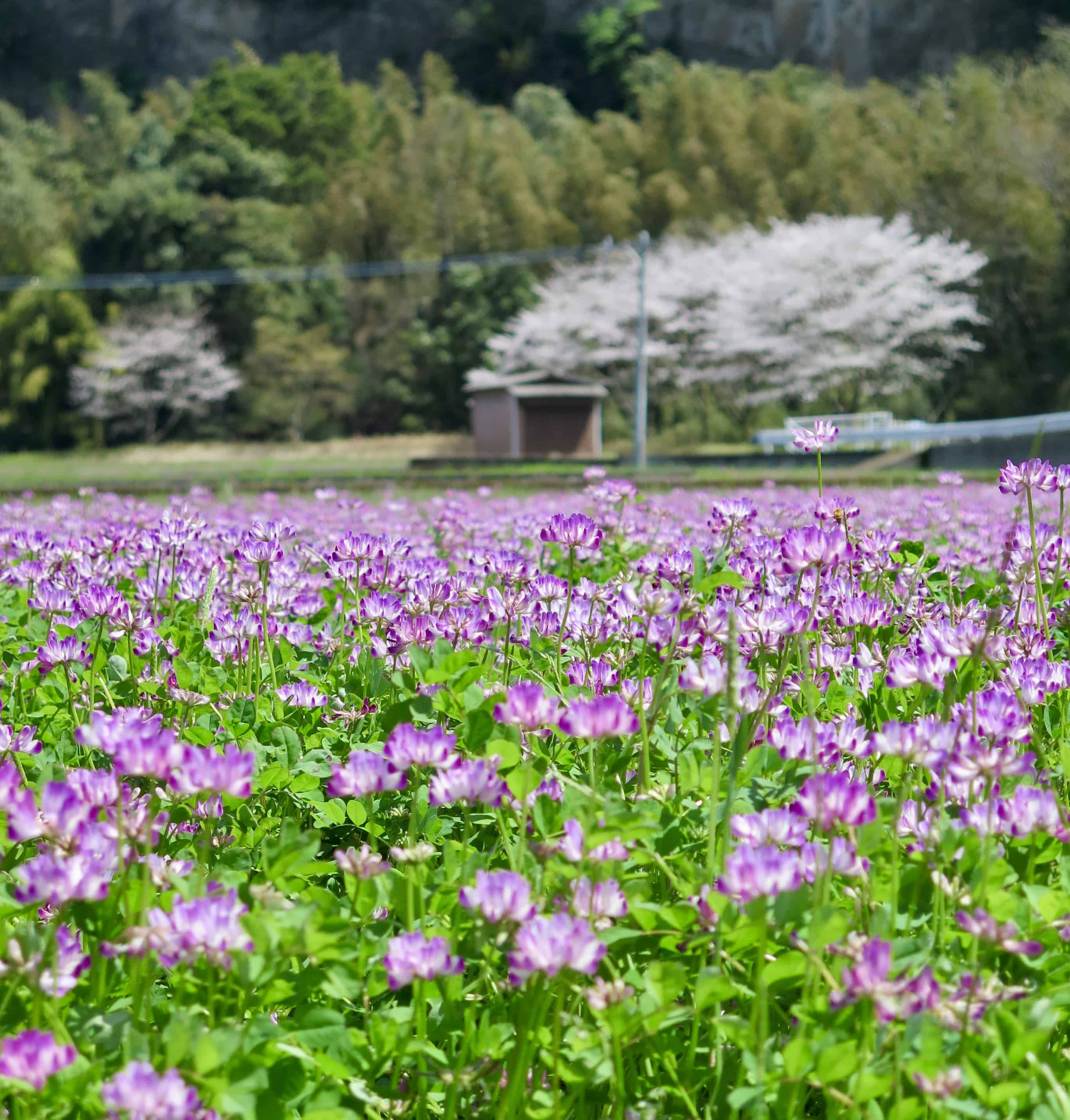 Purple Chinese milk vetch covers a rice field, and cherry blossoms bloom in the background.