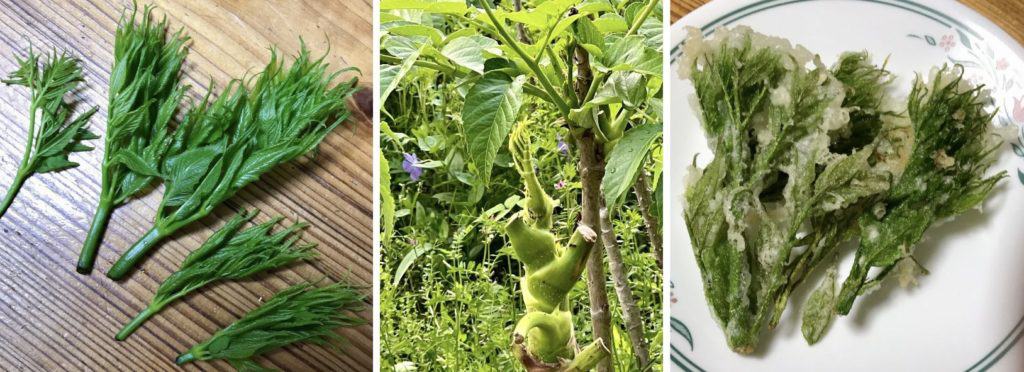 Angelica in three forms, freshly picked, growing on the plant, and tempura.