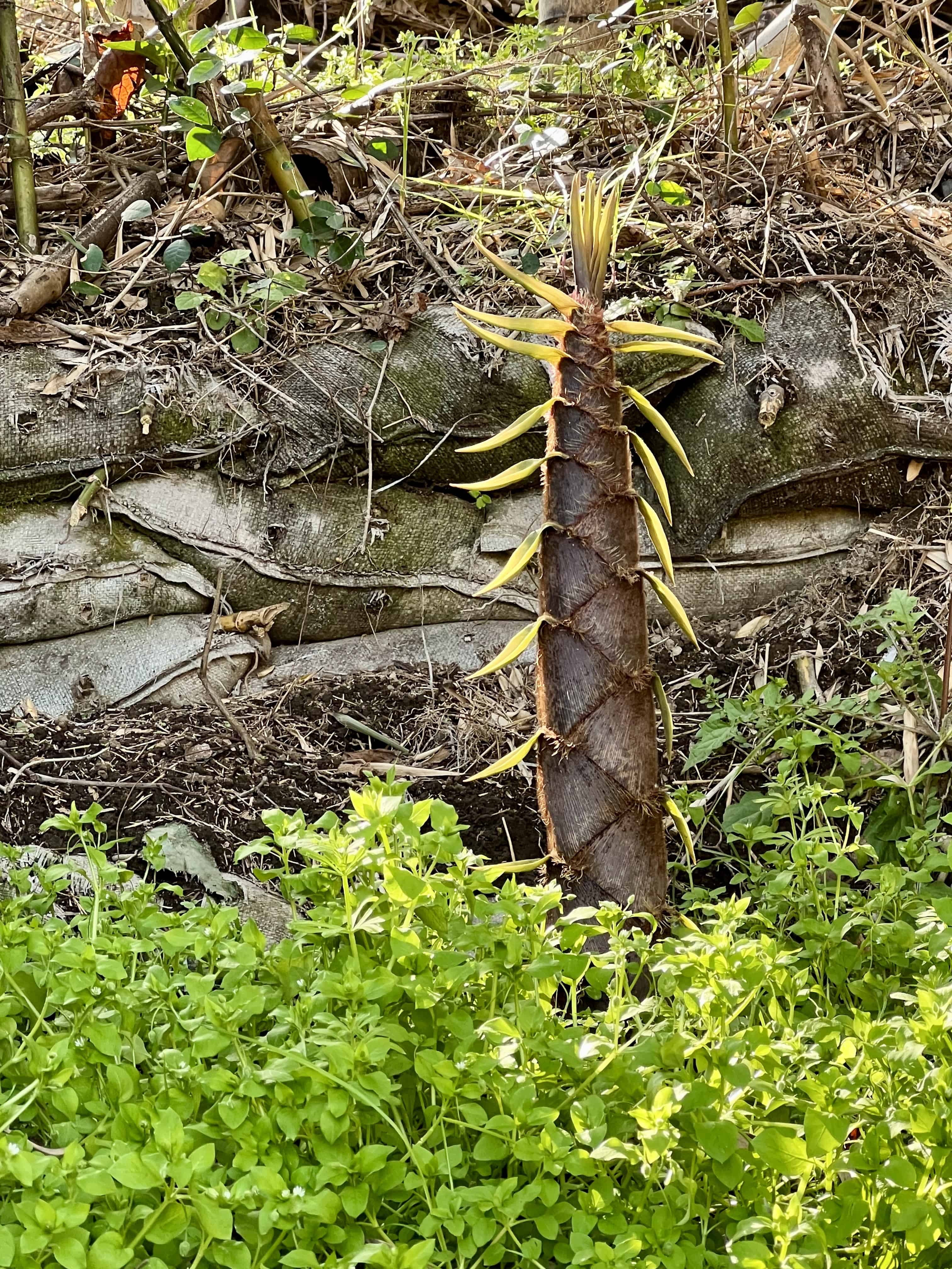 Bamboo shoot, too big to harvest.