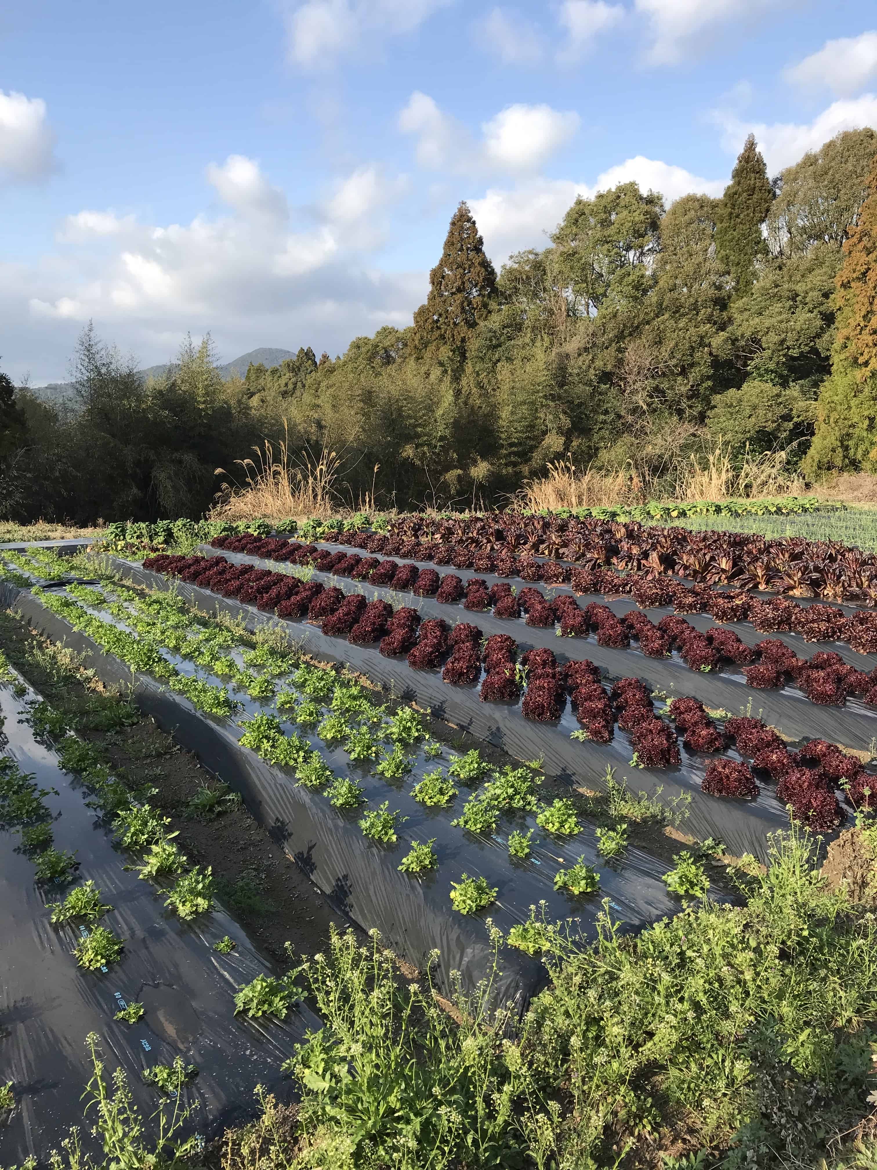 Tidy vegetable garden with forest and mountains in the distance.