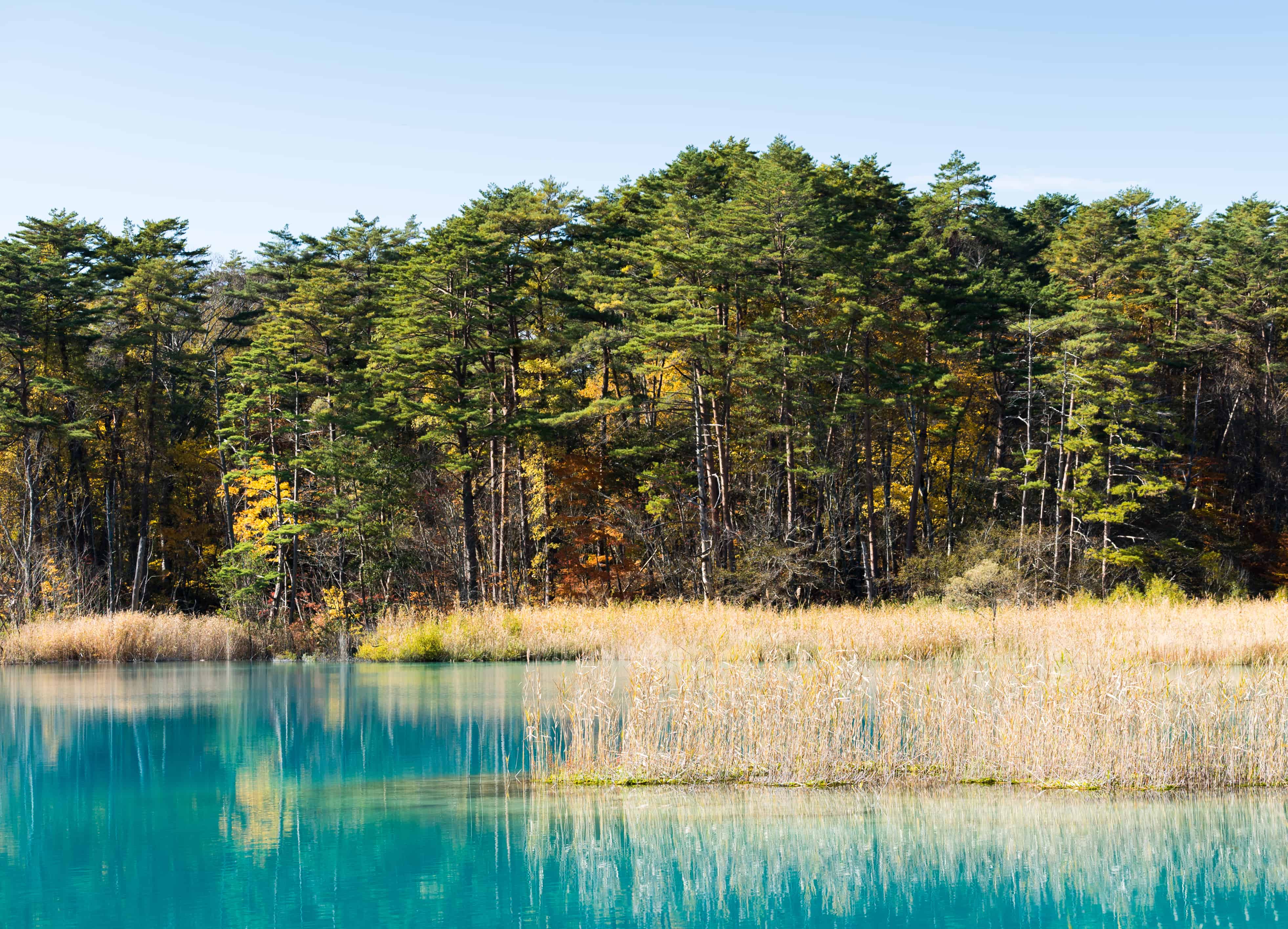 Goshikinuma pond's aquamarine water surrounded by forest.