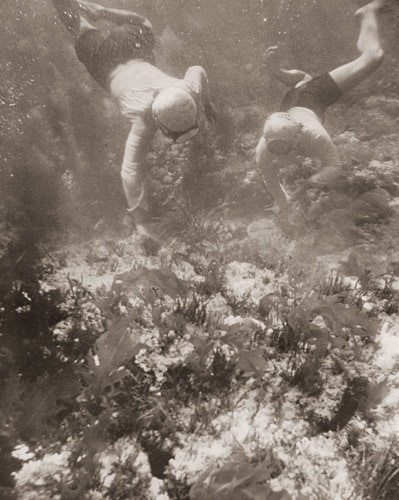 Ama divers gathering seaweed, 1955.