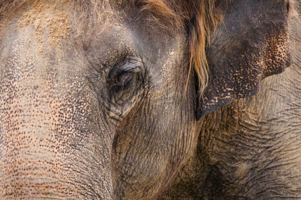 Close-up of Asian elephant.