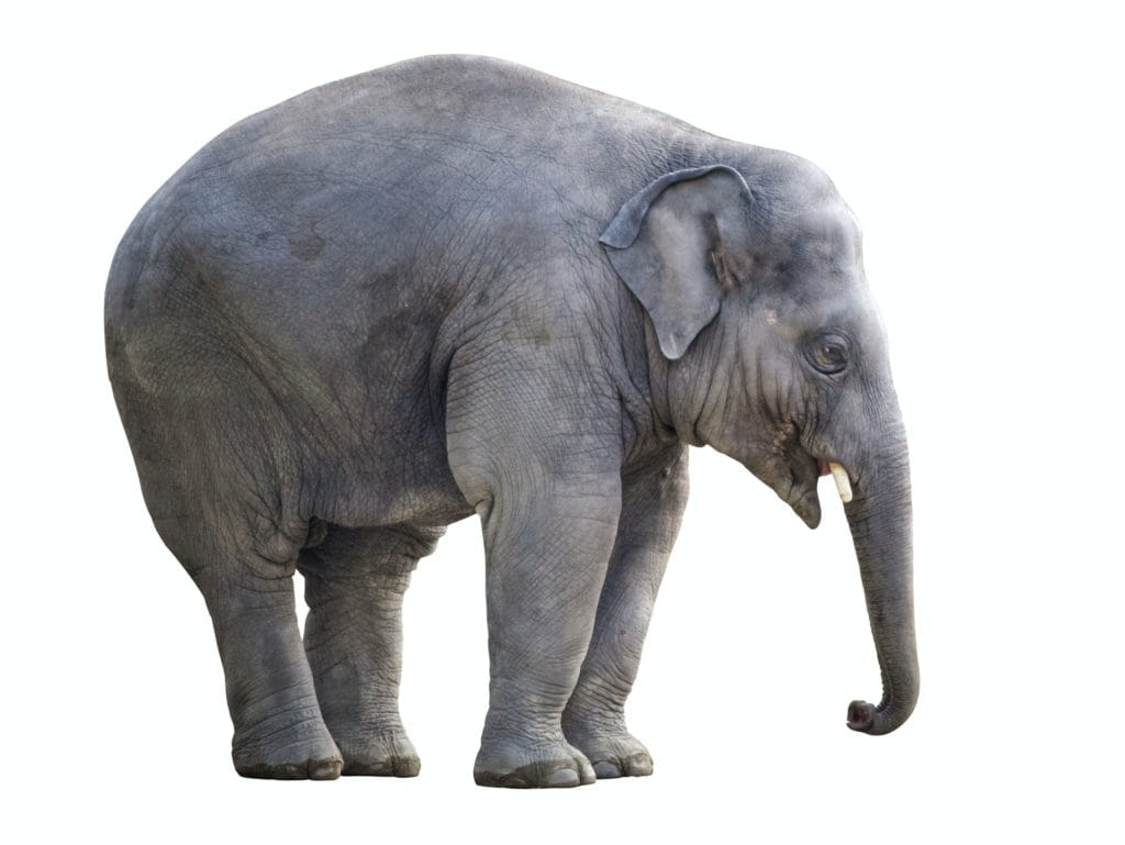 Asian elephant.