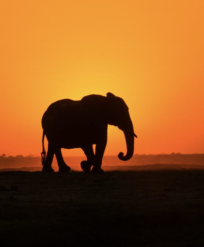 Silhouette of an elephant against an orange sunset.