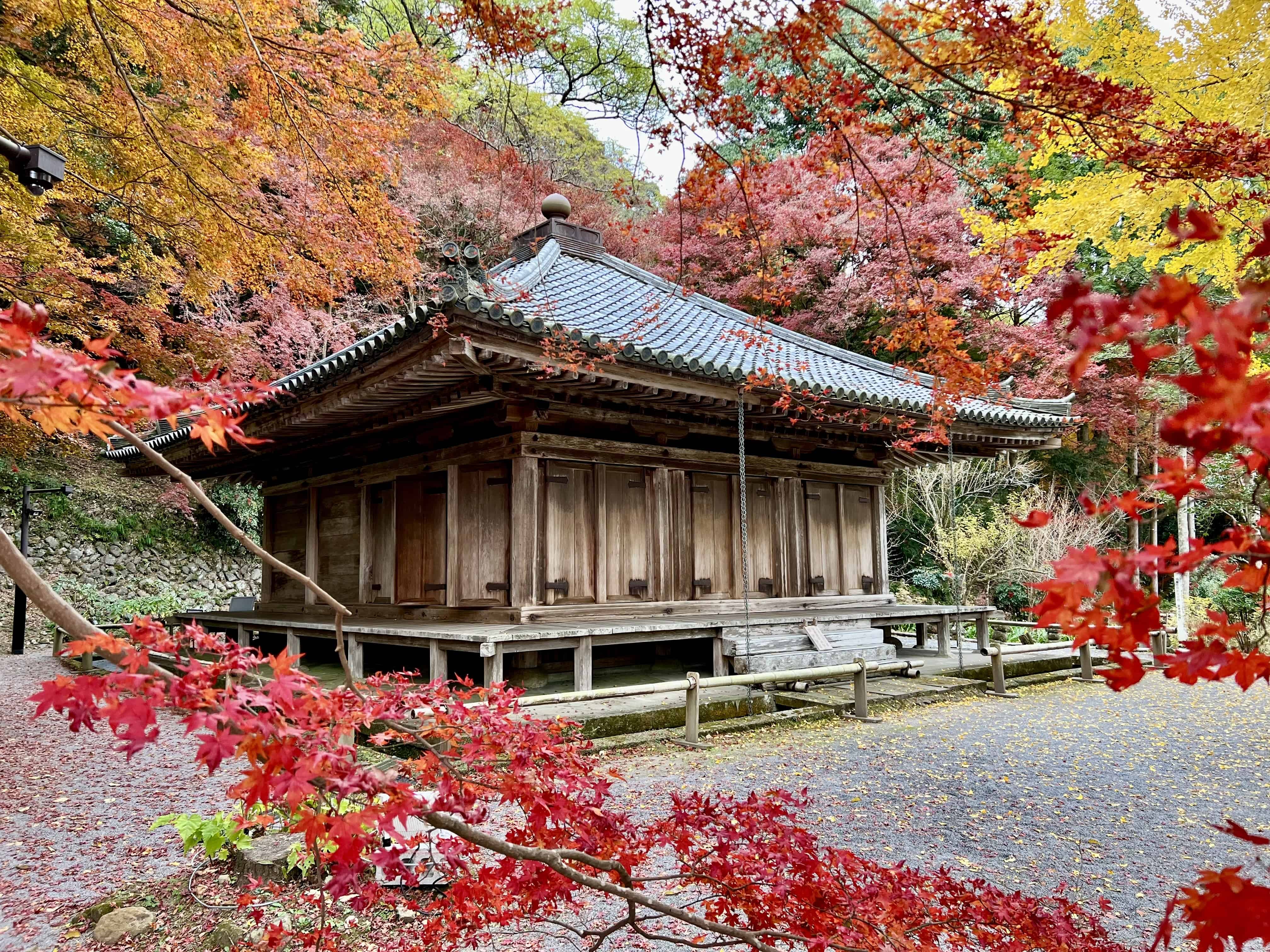 Ancient wooden temple amid colored maple leaves.
