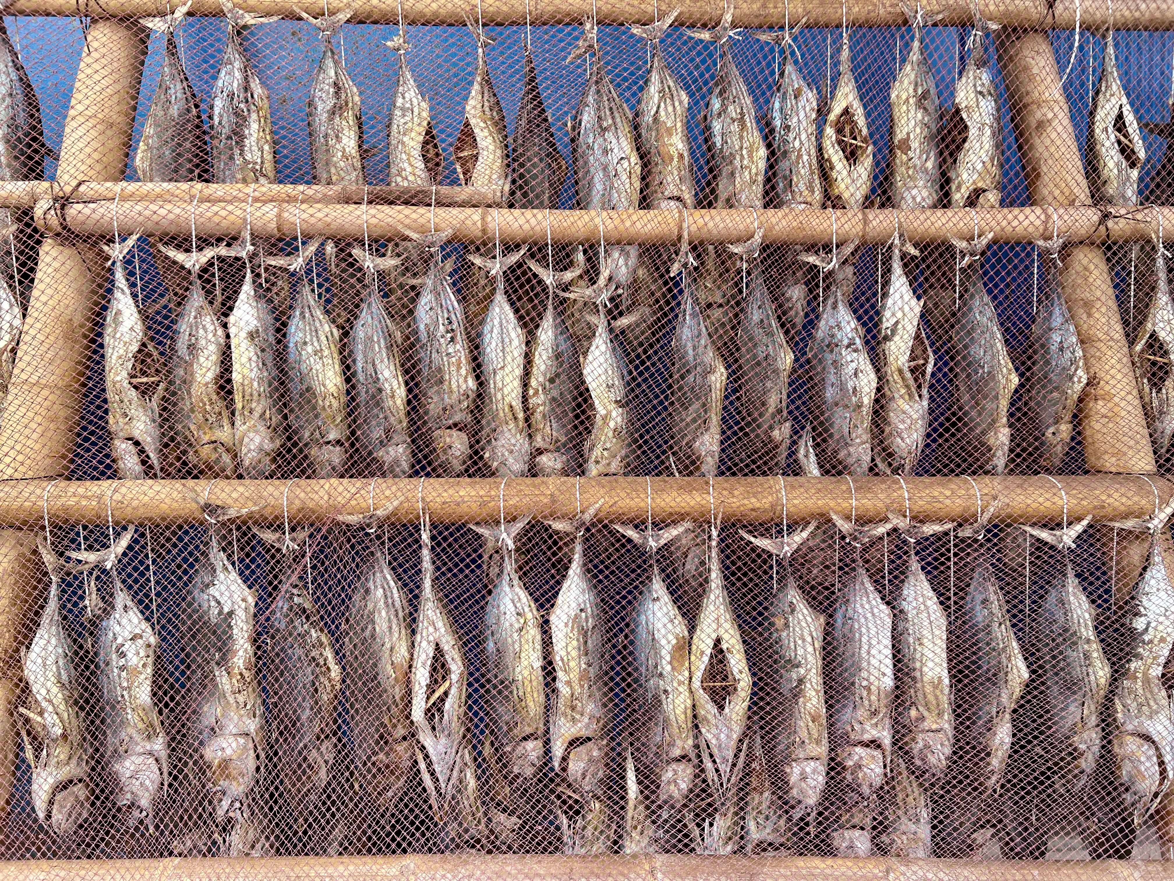 Rows of fish hanging from wooden poles behind a net.