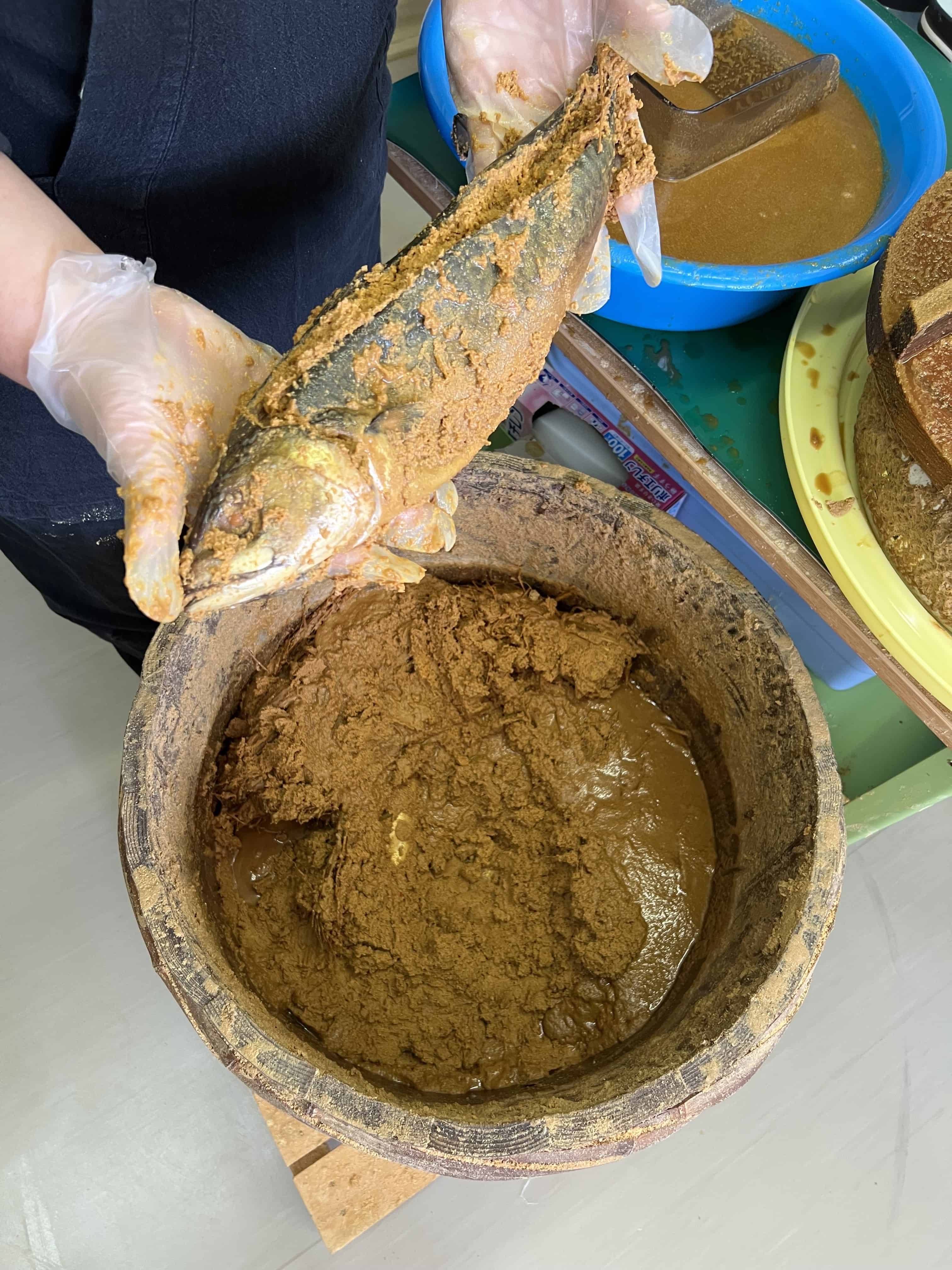 Fermented mackerel covered with wet brown rice bran held over a fermenting bucket.