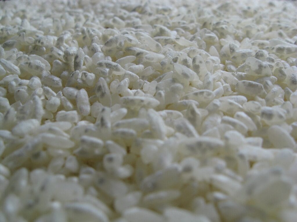 Koji mold on rice.