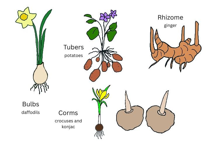 Daffodils illustrate bulbs, potatoes illustrate tubers, ginger illustrates a rhizome, and konjac illustrates a corm.